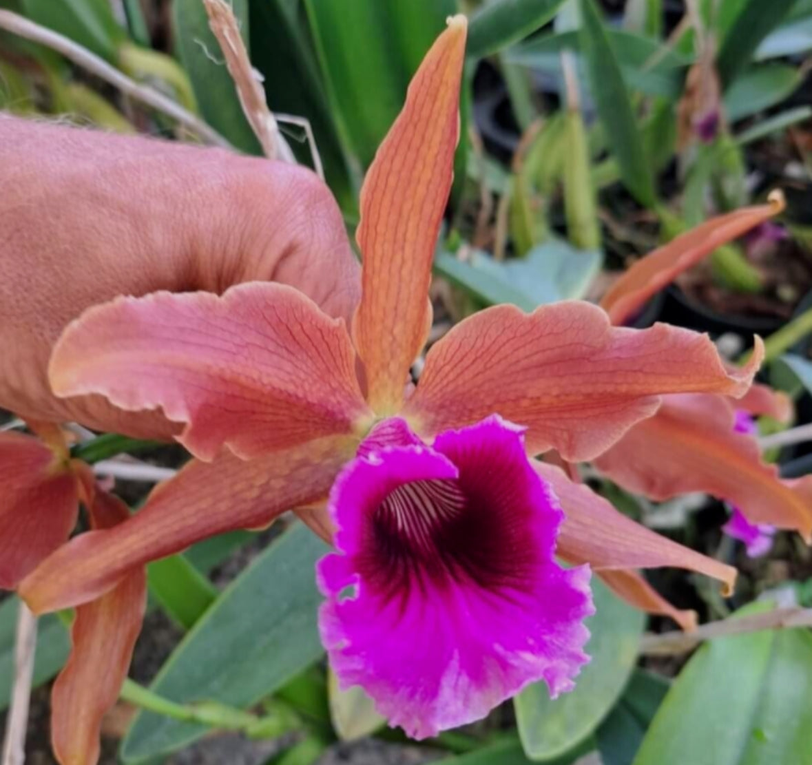 Laelia tenebrosa top line breeding