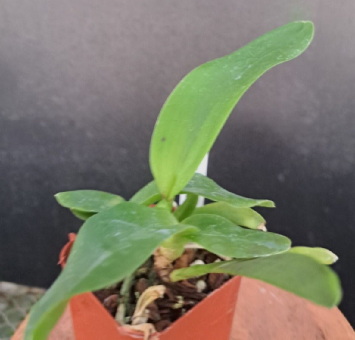 Laelia tenebrosa top line breeding