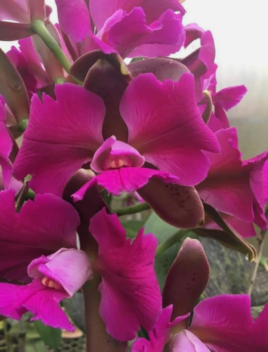 C. leopoldii peloric x C. harrisoniana peloric refined genes, great progeny!!!