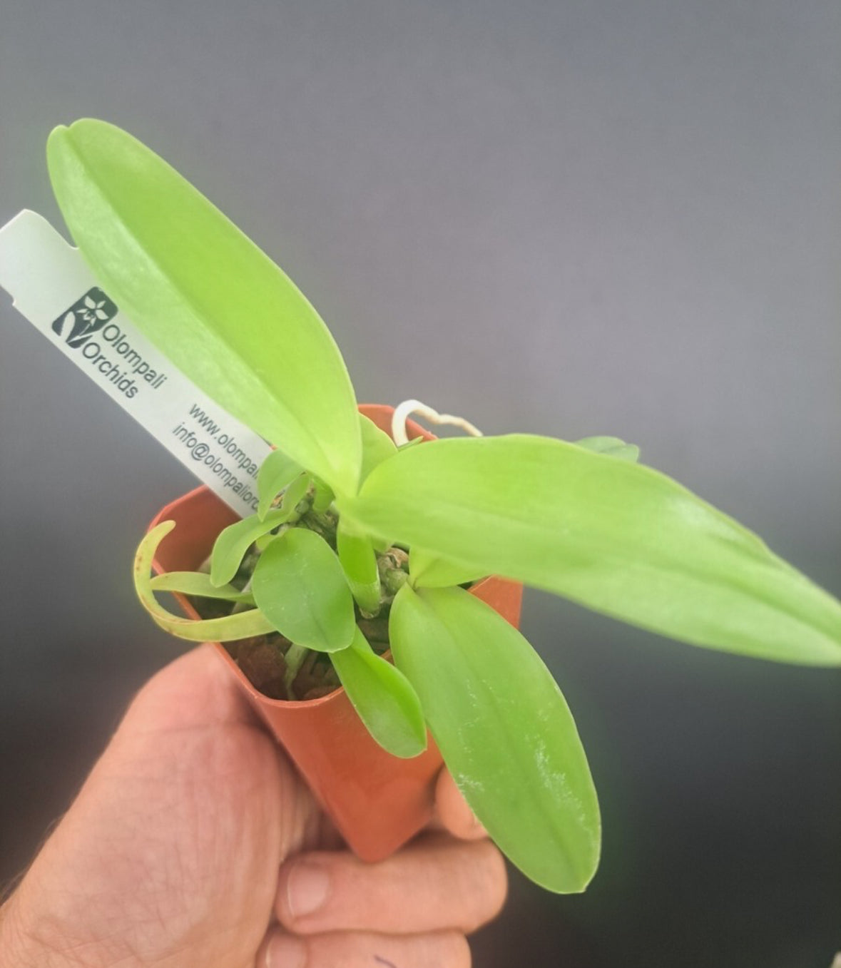 C. leopoldii peloric x C. harrisoniana peloric refined genes, great progeny!!!