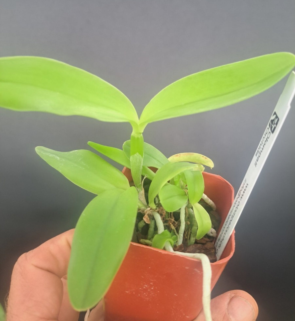 C. leopoldii peloric x C. harrisoniana peloric refined genes, great progeny!!!