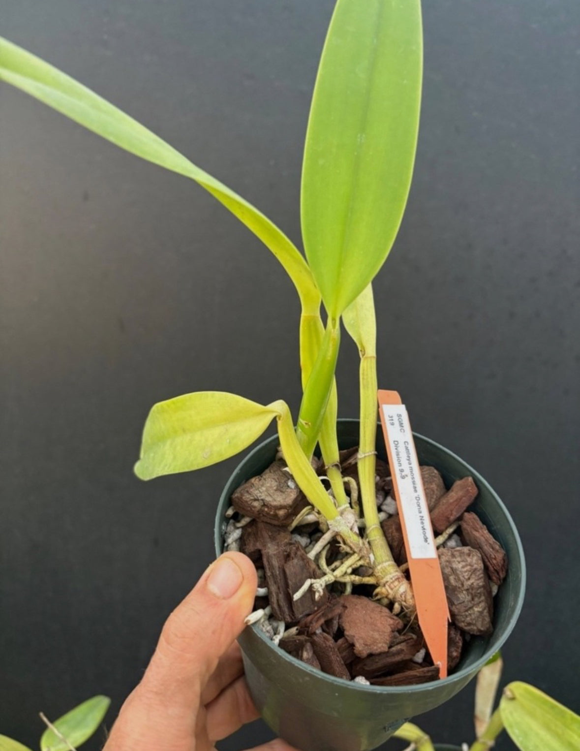Cattleya mossiae alba ‘Olompali’s Dona Nevoide’