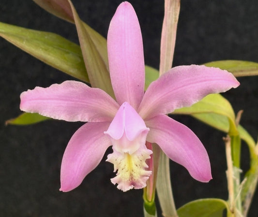 DIVISION - Cattleya kerry RARE - Blooming Size
