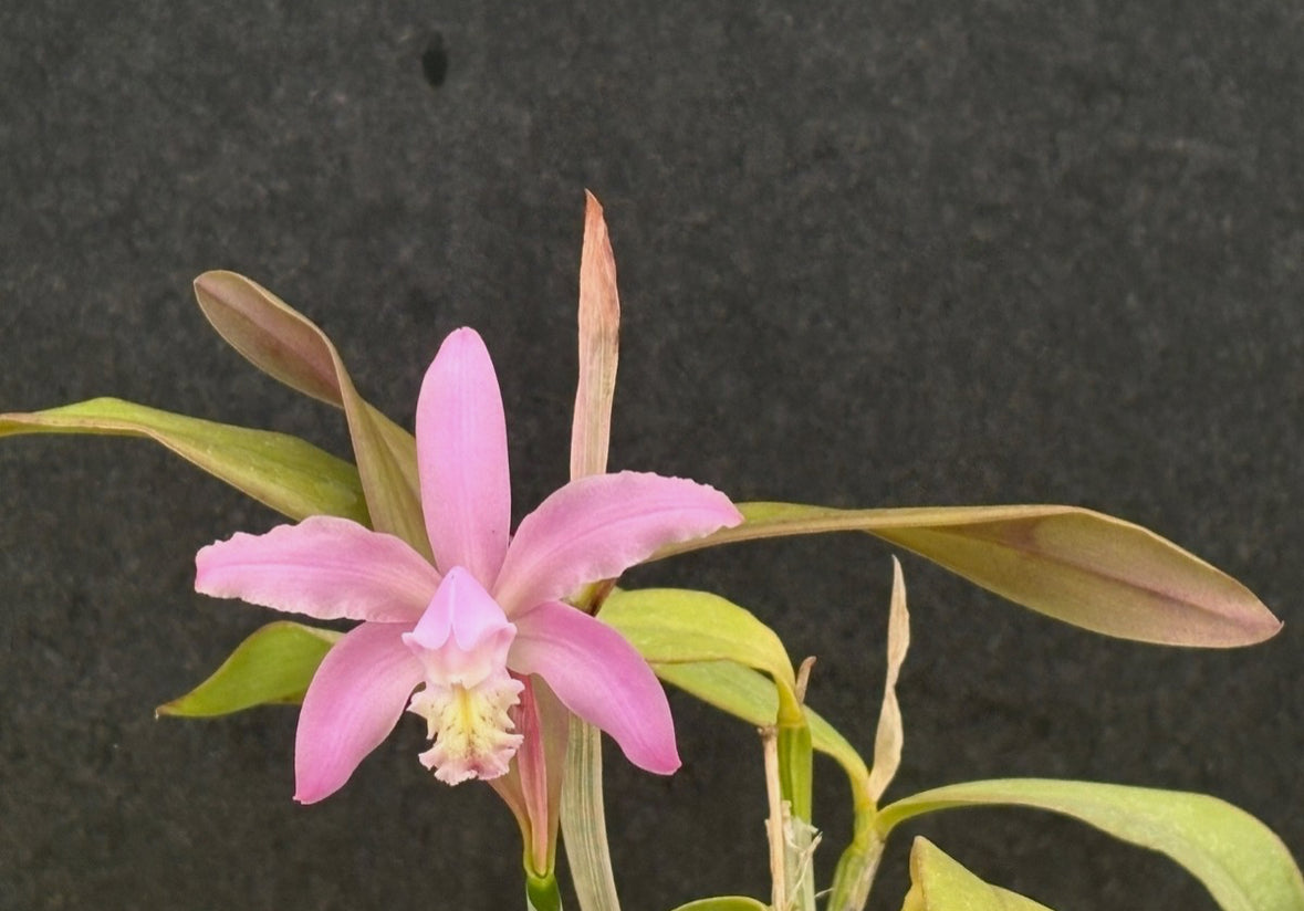 DIVISION - Cattleya kerry RARE - Blooming Size