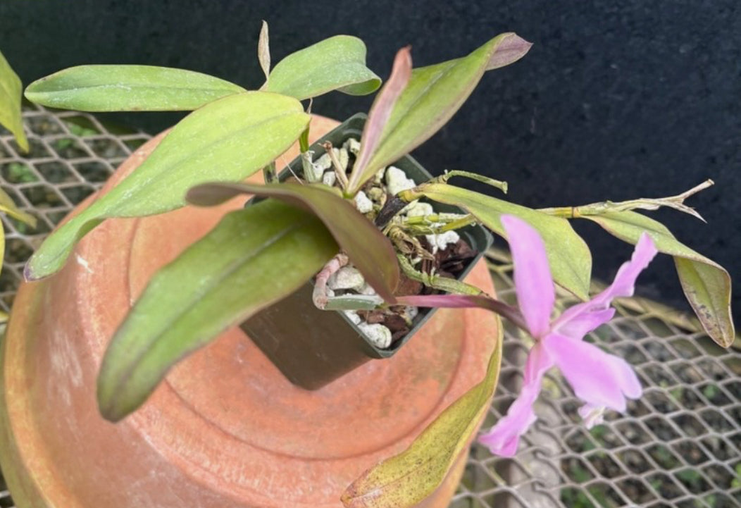 DIVISION - Cattleya kerry RARE - Blooming Size