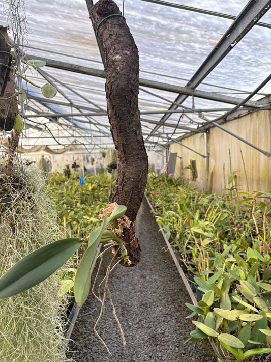 Laelia anceps ‘Imojileca’ - mounted beginning to root