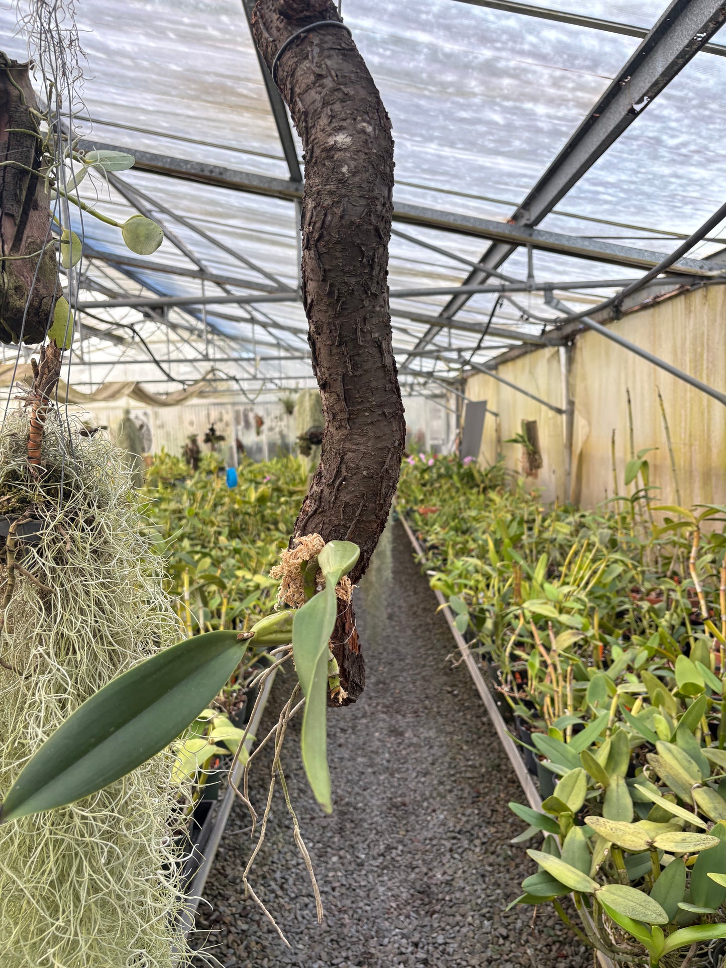 Laelia anceps ‘Imojileca’ - mounted beginning to root