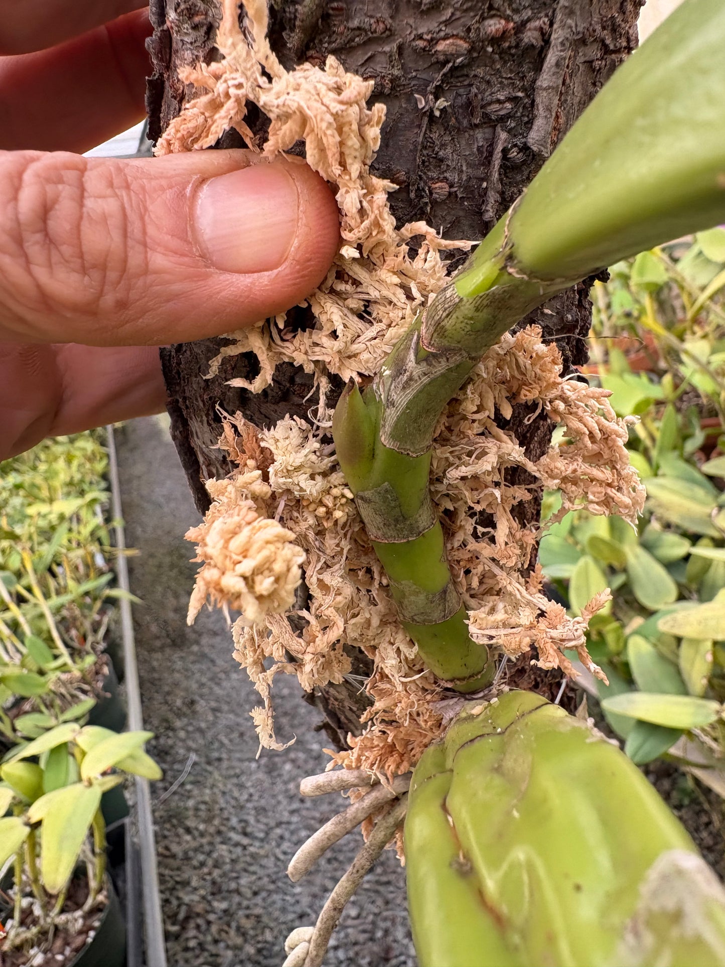Laelia anceps ‘Imojileca’ - mounted beginning to root