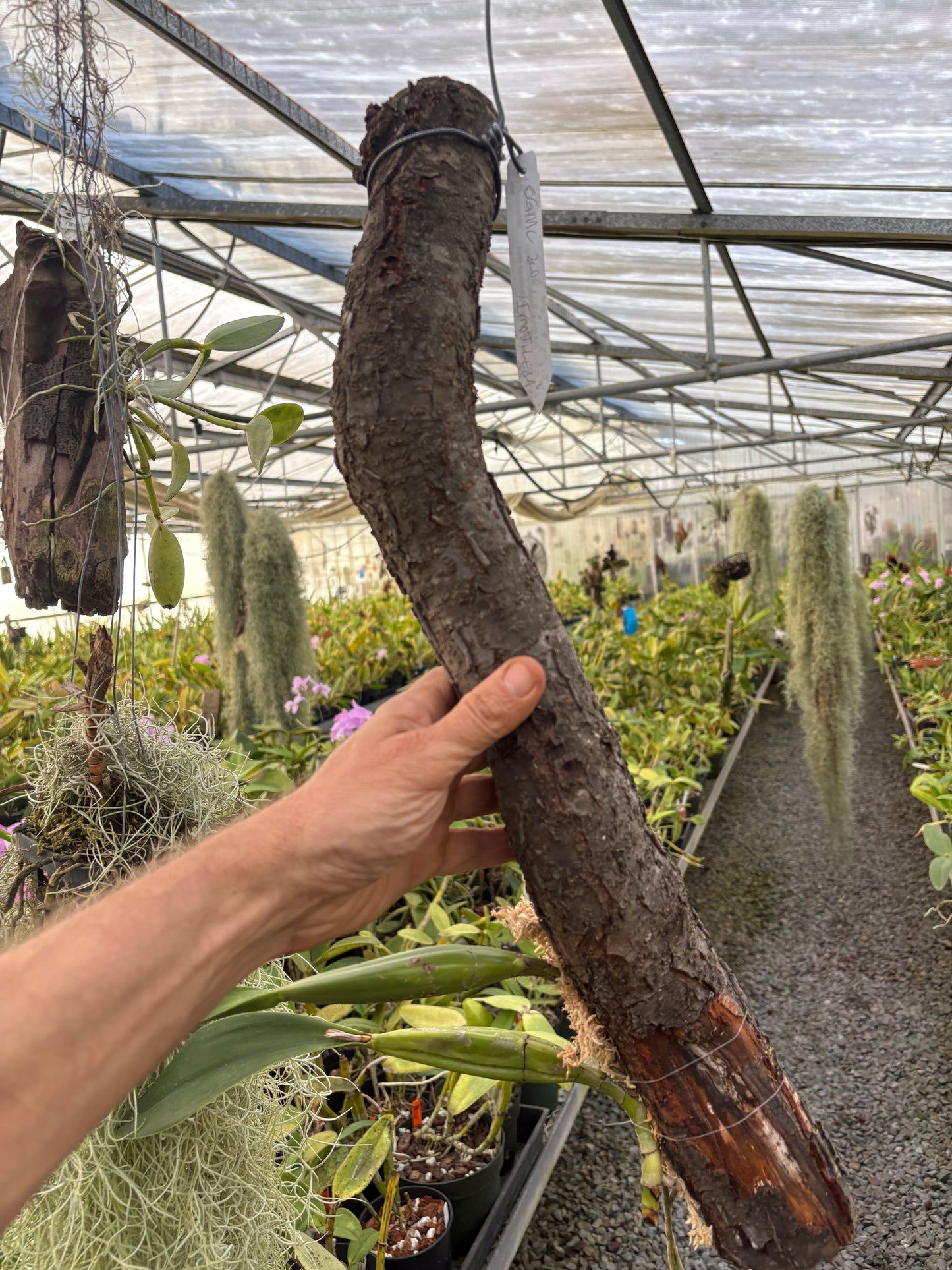 Laelia anceps ‘Imojileca’ - mounted beginning to root