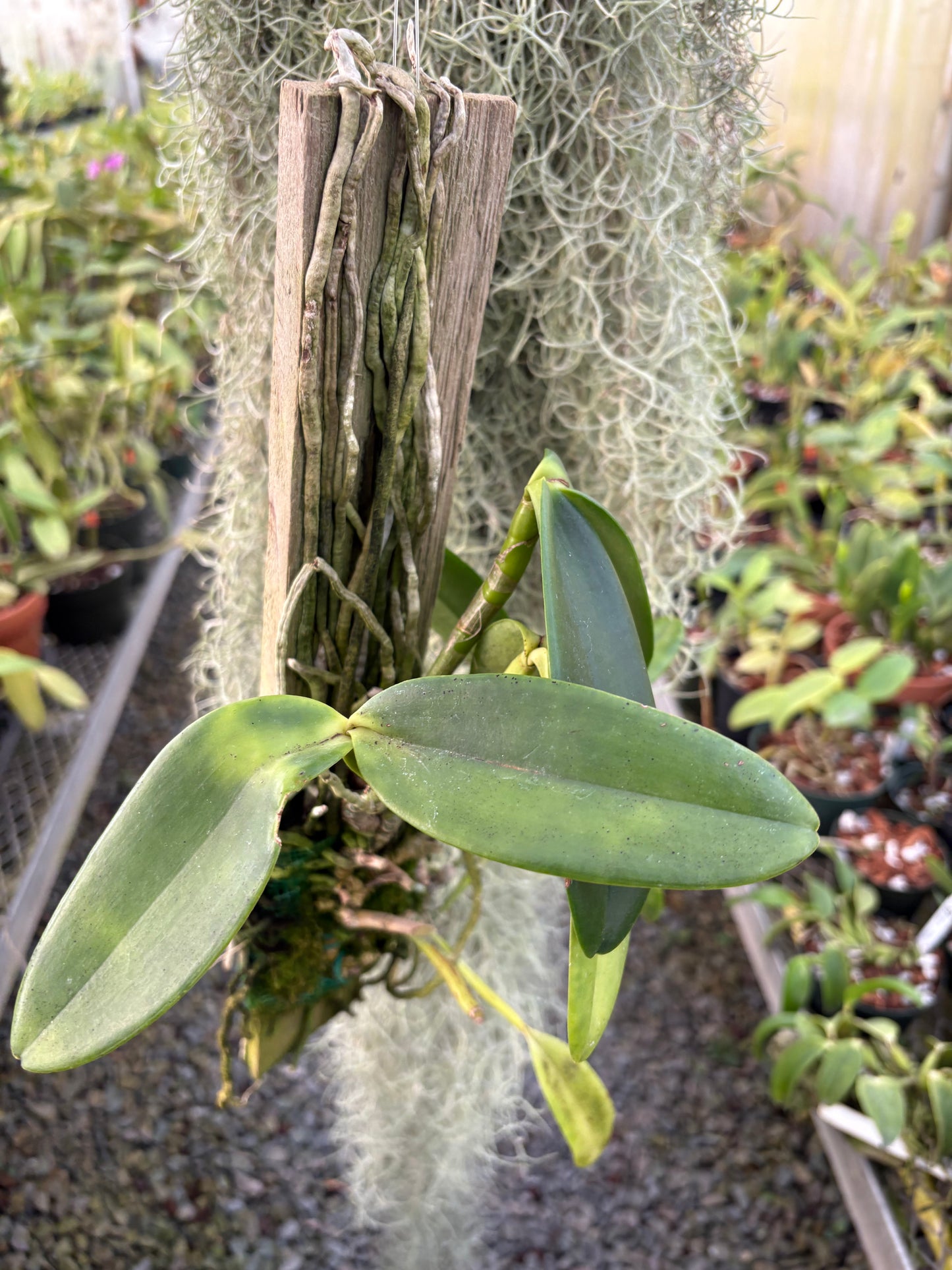Cattleya harrisoniana - mounted