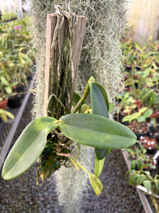 Cattleya harrisoniana - mounted