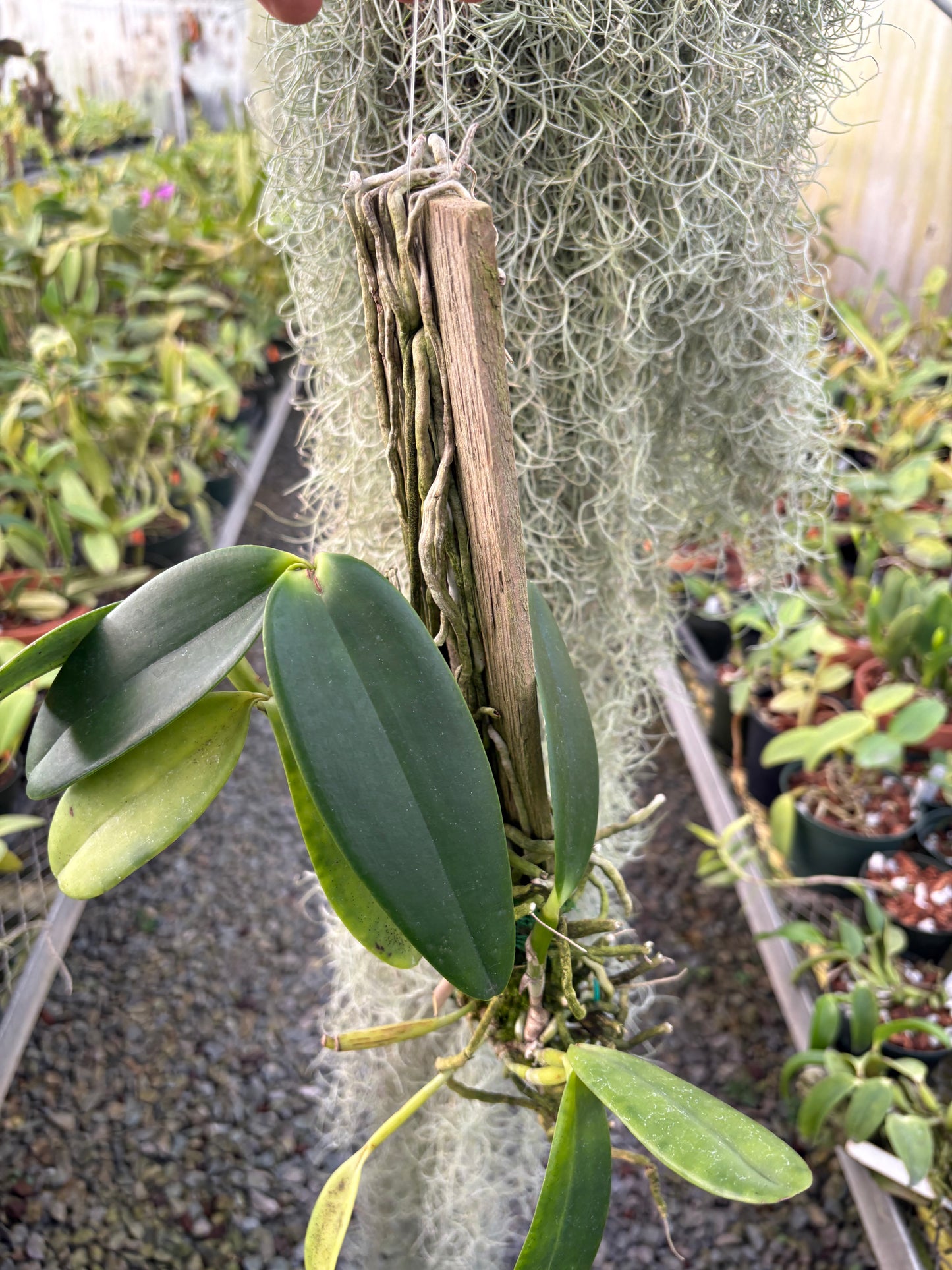 Cattleya harrisoniana - mounted