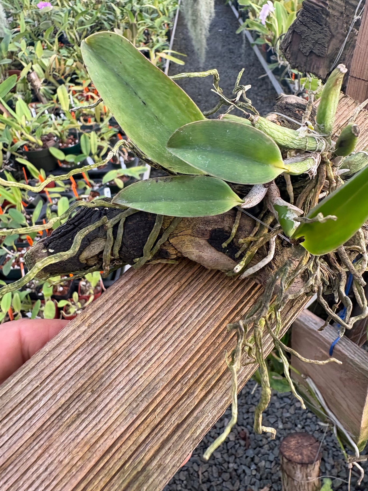 Laelia alaorii mounted
