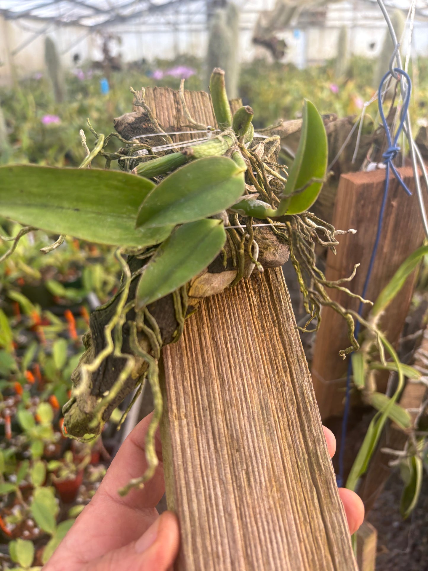 Laelia alaorii mounted