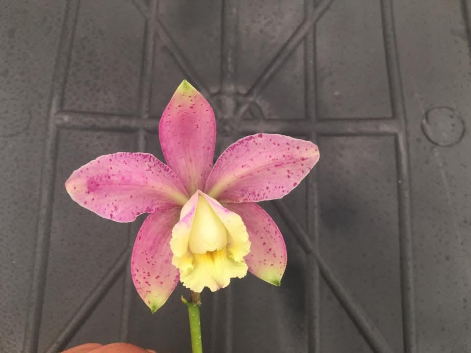 Cattleya harrisoniana - mounted