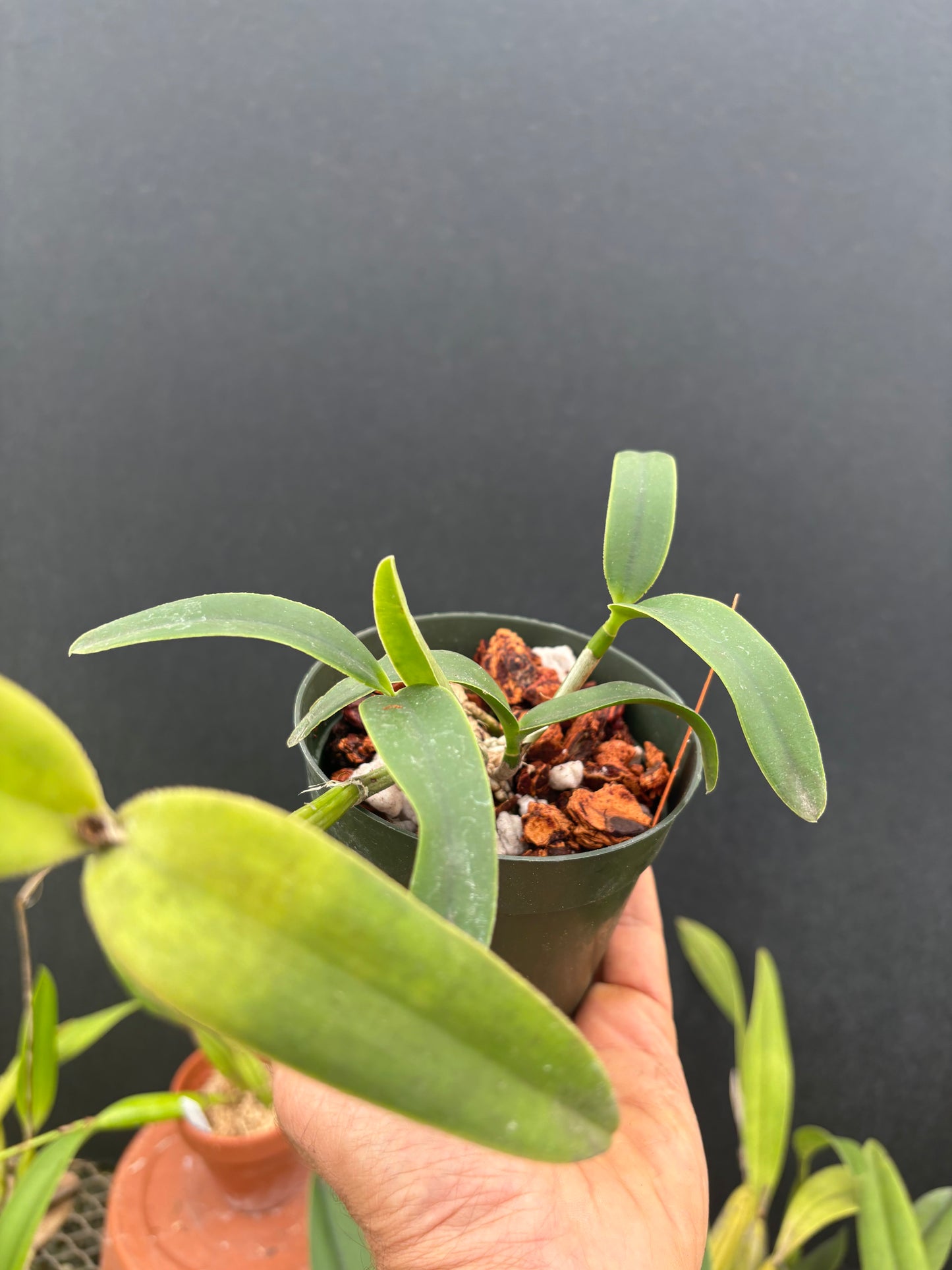 Cattleya intermedia alba peloric ‘Osvaldo Garcia’