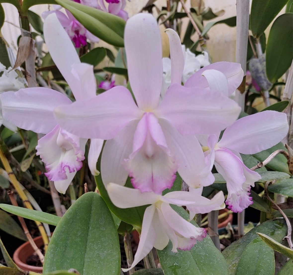 Cattleya intermedia multiforme 'Olompali's Cartola' - Blooming size