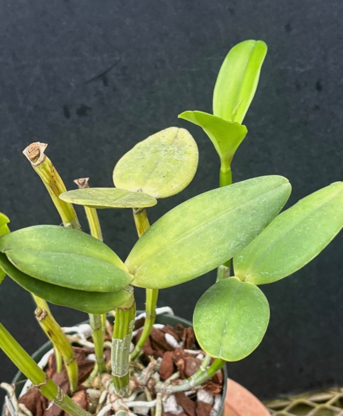Cattleya intermedia multiforme 'Olompali's Cartola' - Blooming size