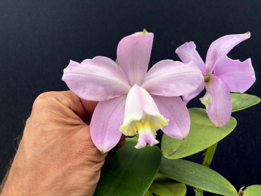 Cattleya loddigesii ‘Santa Barbara do Oeste’ - blooming size division