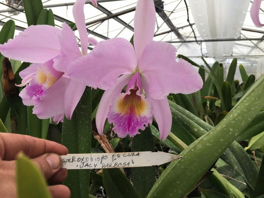 DIVISION Cattleya labiata roxo-bispo rosada clara ‘Jacy Barbosa’ - DIV. Of original plant!!!