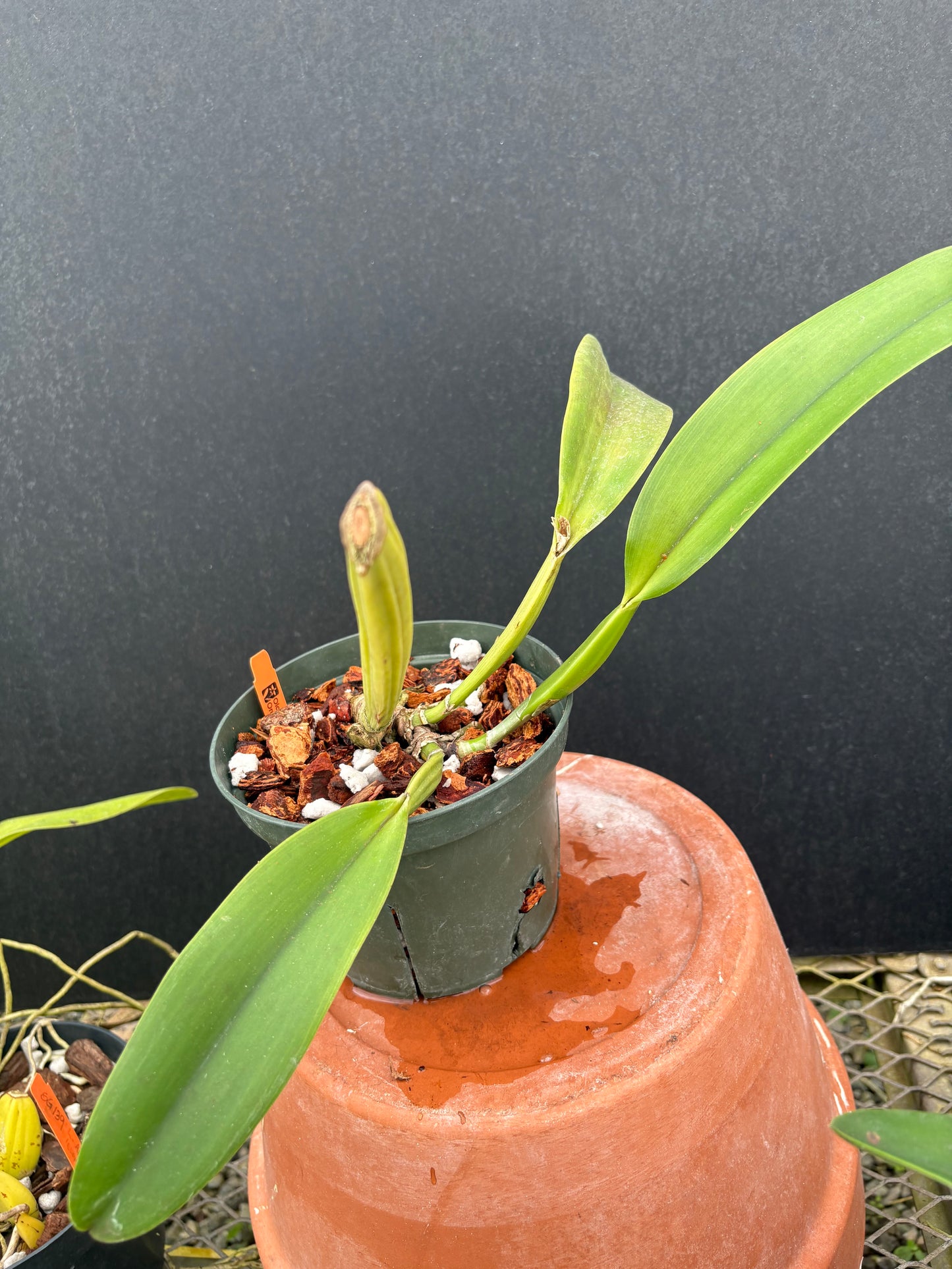 DIVISION Cattleya labiata roxo-bispo rosada clara ‘Jacy Barbosa’ - DIV. Of original plant!!!