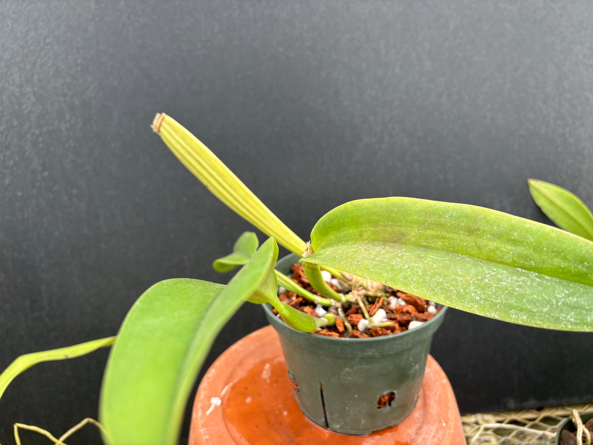 DIVISION Cattleya labiata roxo-bispo rosada clara ‘Jacy Barbosa’ - DIV ...