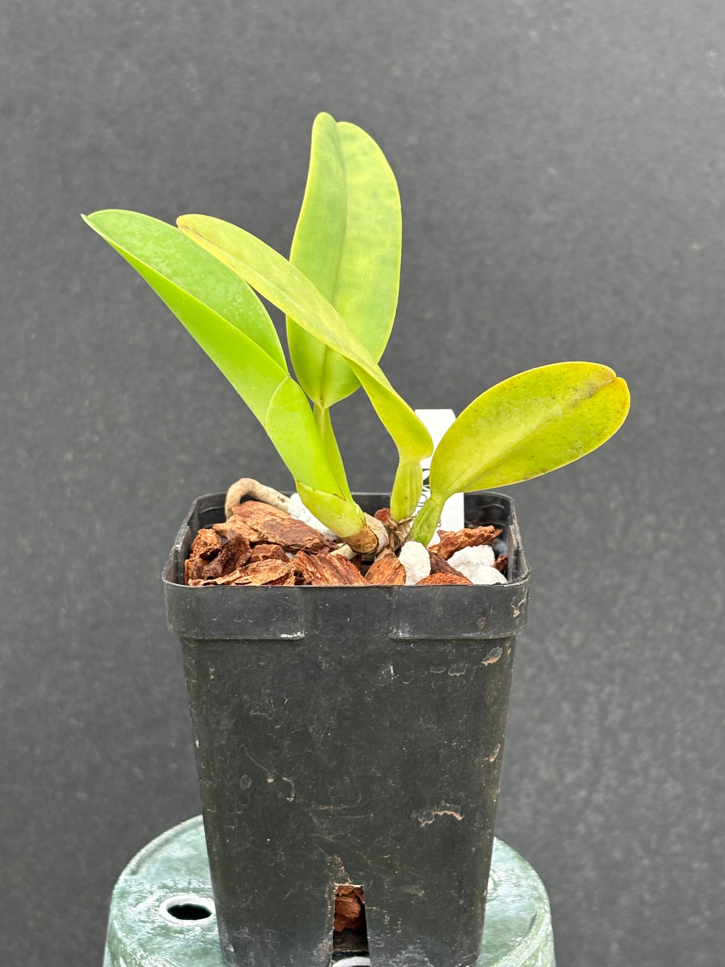 Cattleya warnerii pérola rubra ‘Itamogi’ - Division