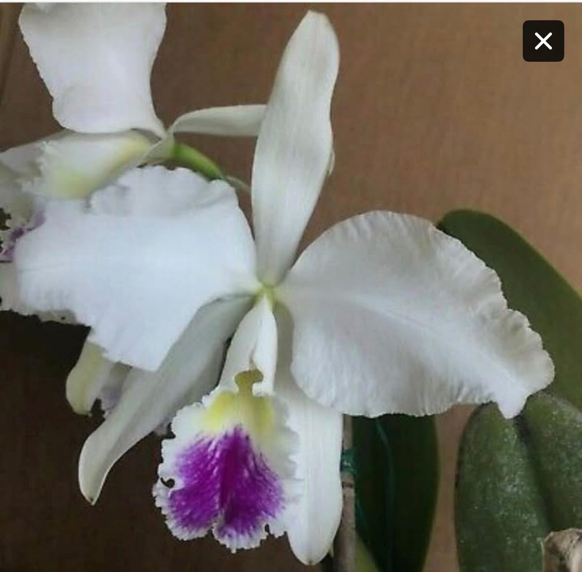 Cattleya warnerii pérola rubra ‘Itamogi’ - Division