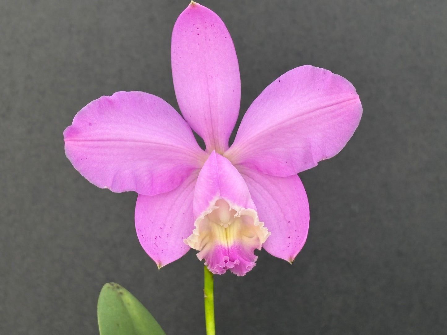 Cattleya loddigesii ‘Drewi’ - Blooming size division!!!