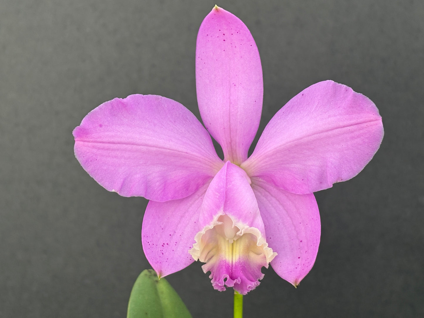 Cattleya loddigesii ‘Drewi’ - Blooming size division!!!
