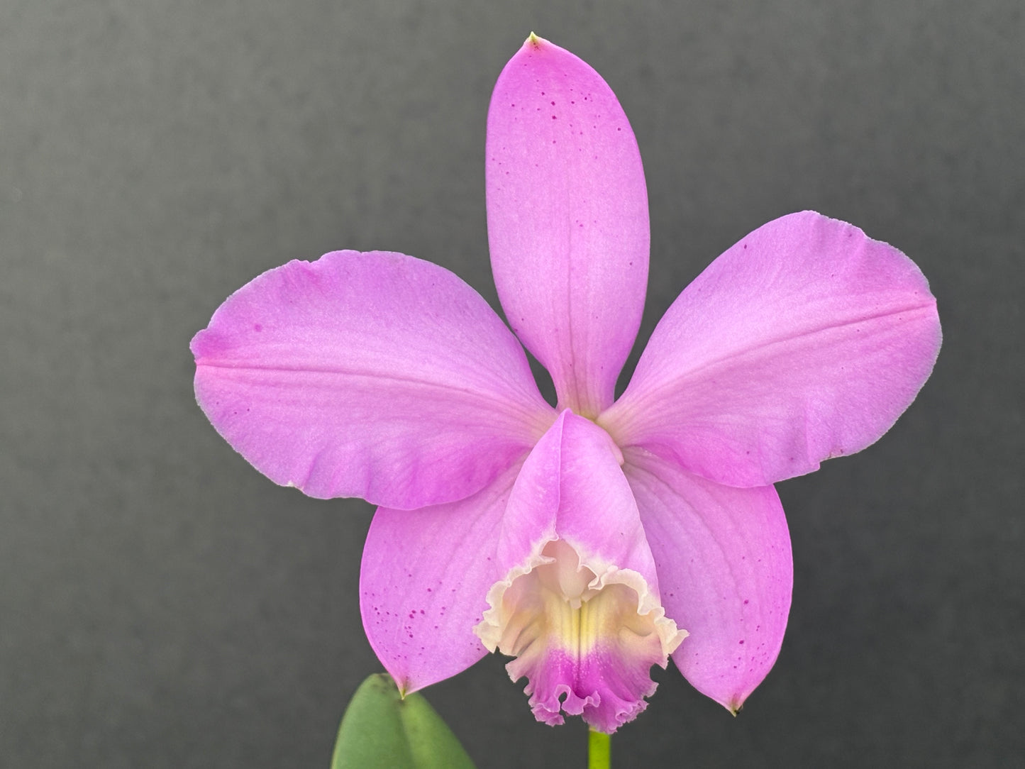 Cattleya loddigesii ‘Drewi’ - Blooming size division!!!
