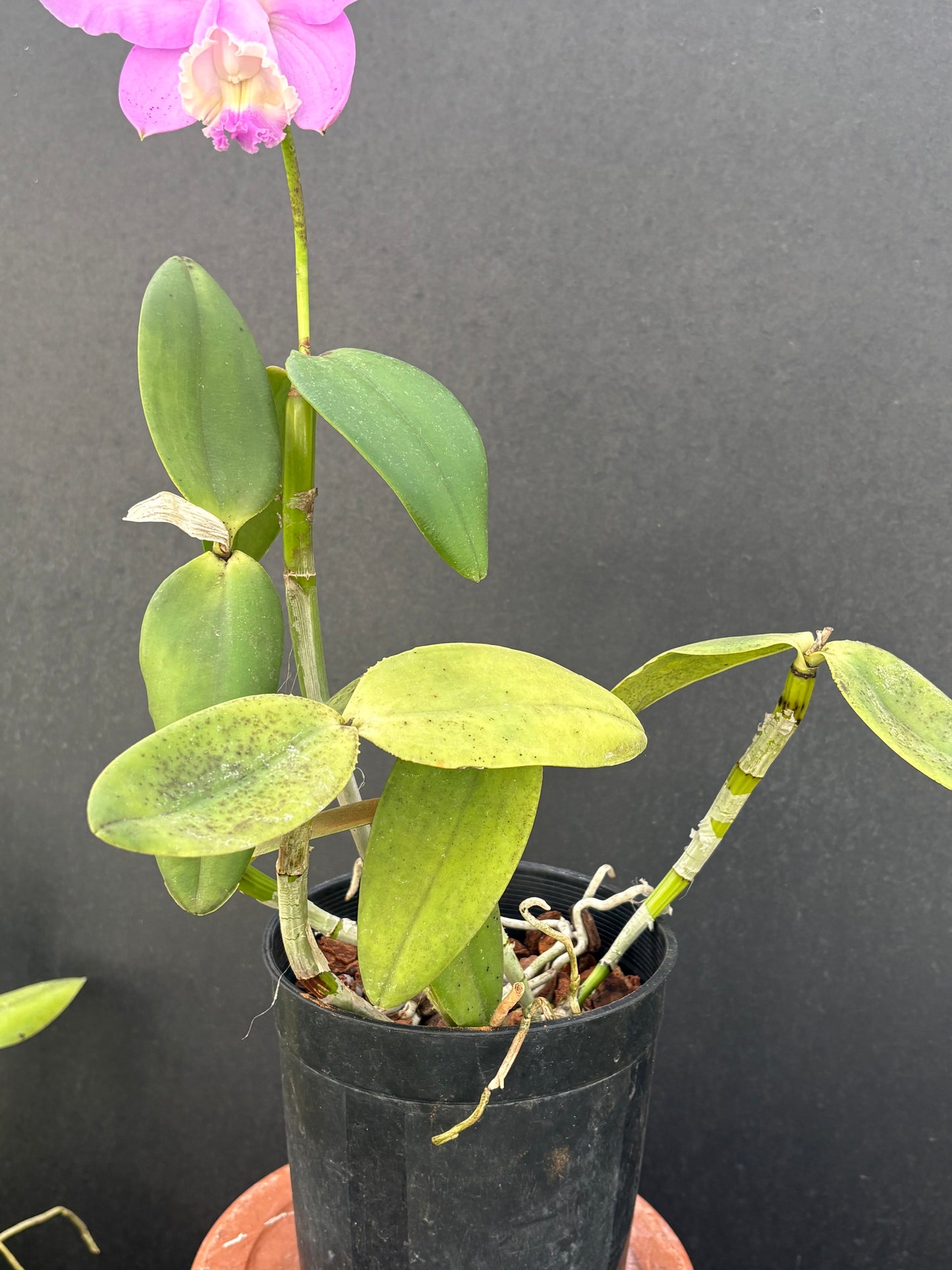 Cattleya loddigesii ‘Drewi’ - Blooming size division!!!