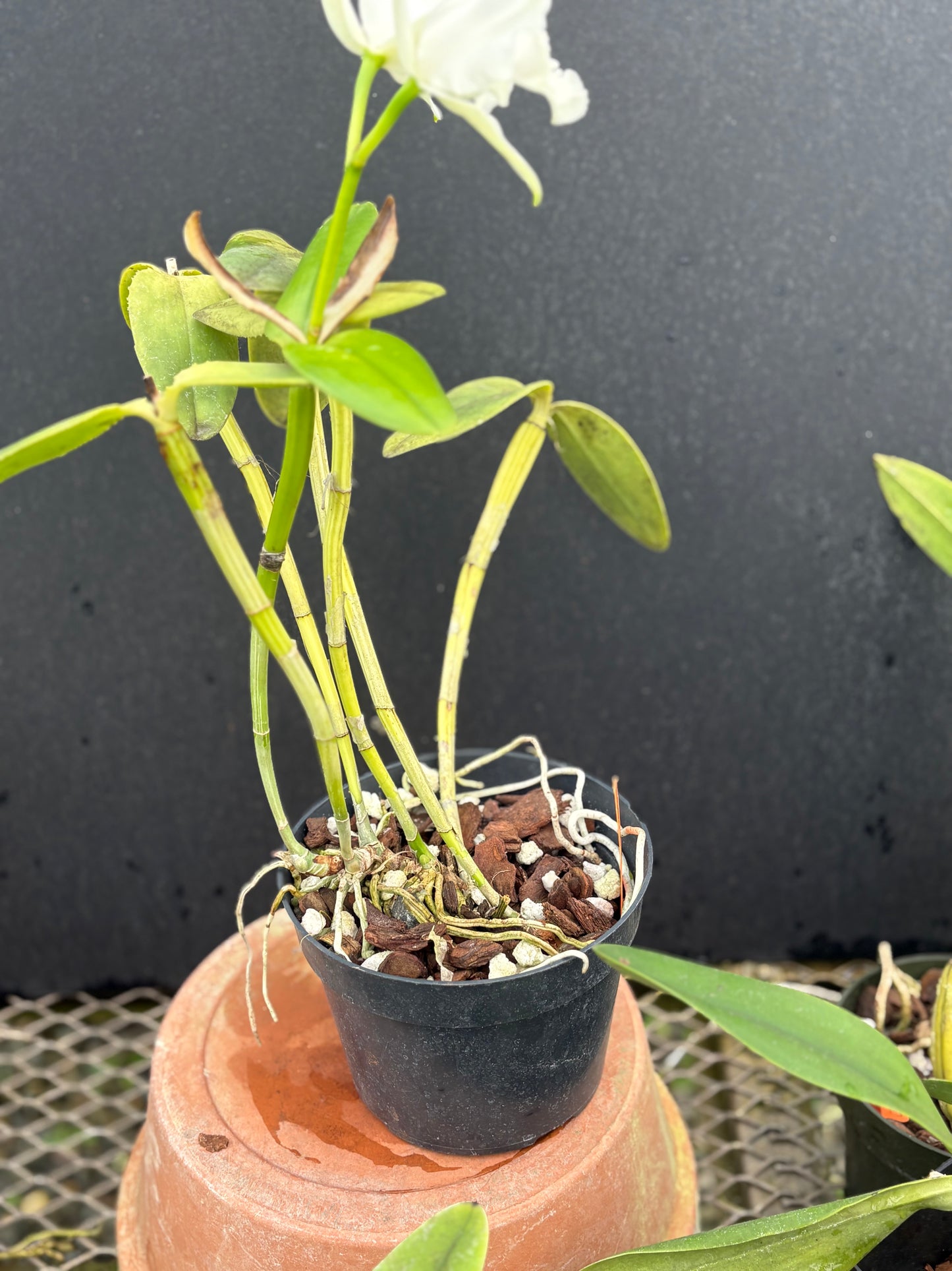 Cattleya intermedia alba peloric ‘Sublime Three’ blooming size division
