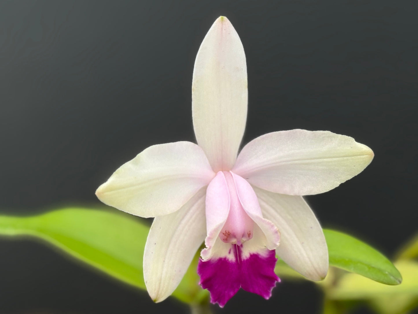 DIVISION Cattleya intermedia’GF1’ - Blooming