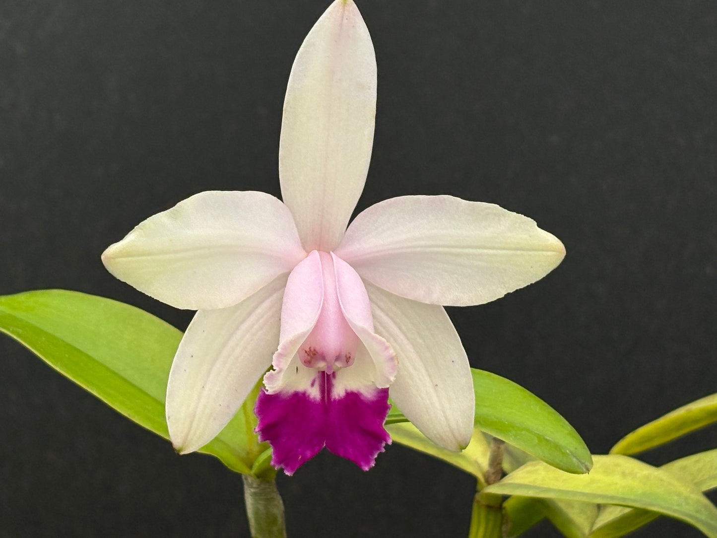 DIVISION Cattleya intermedia’GF1’ - Blooming