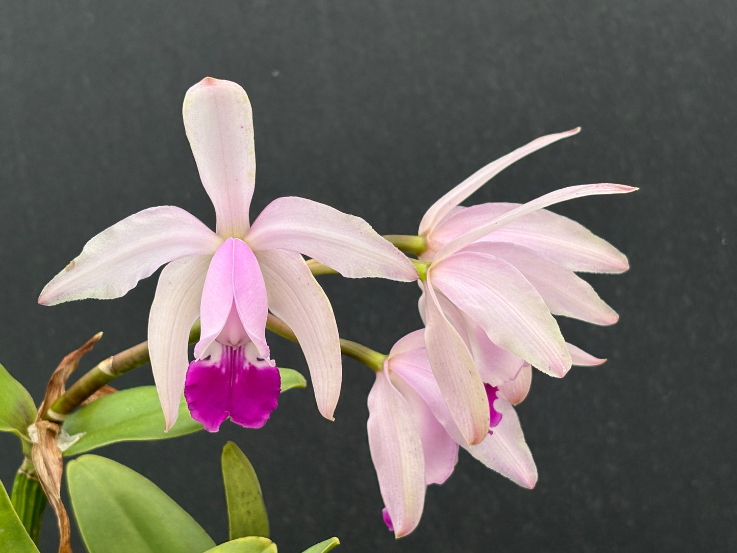Cattleya intermedia ‘Cincāo’ division, blooming size