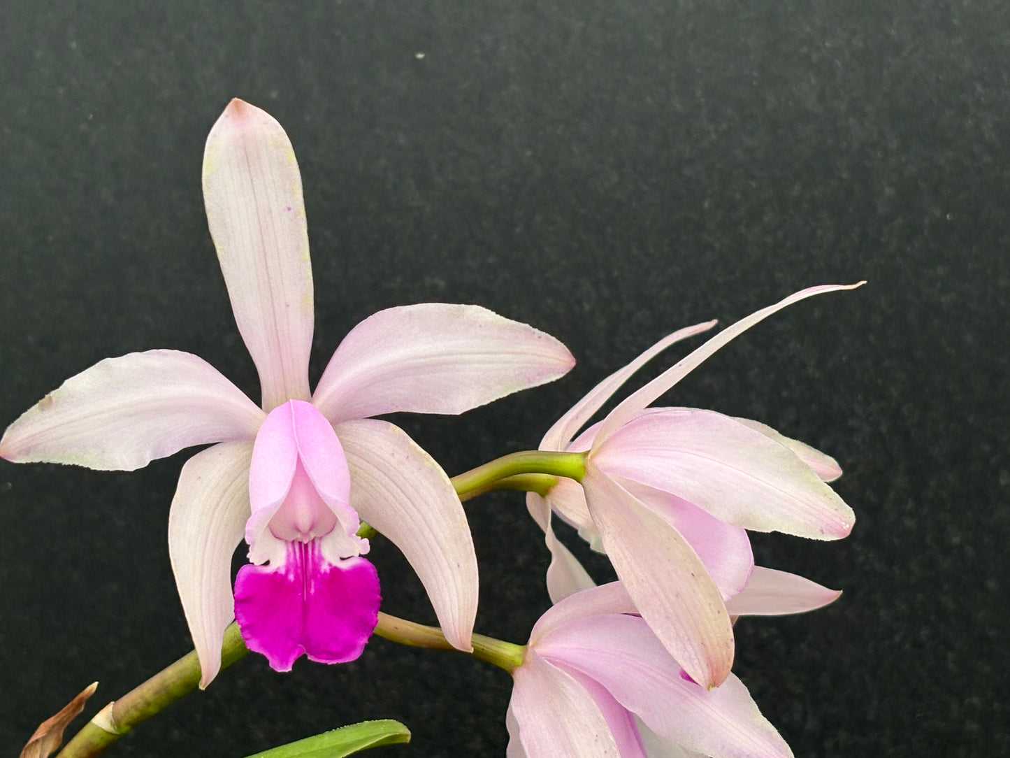 Cattleya intermedia ‘Cincāo’ division, blooming size