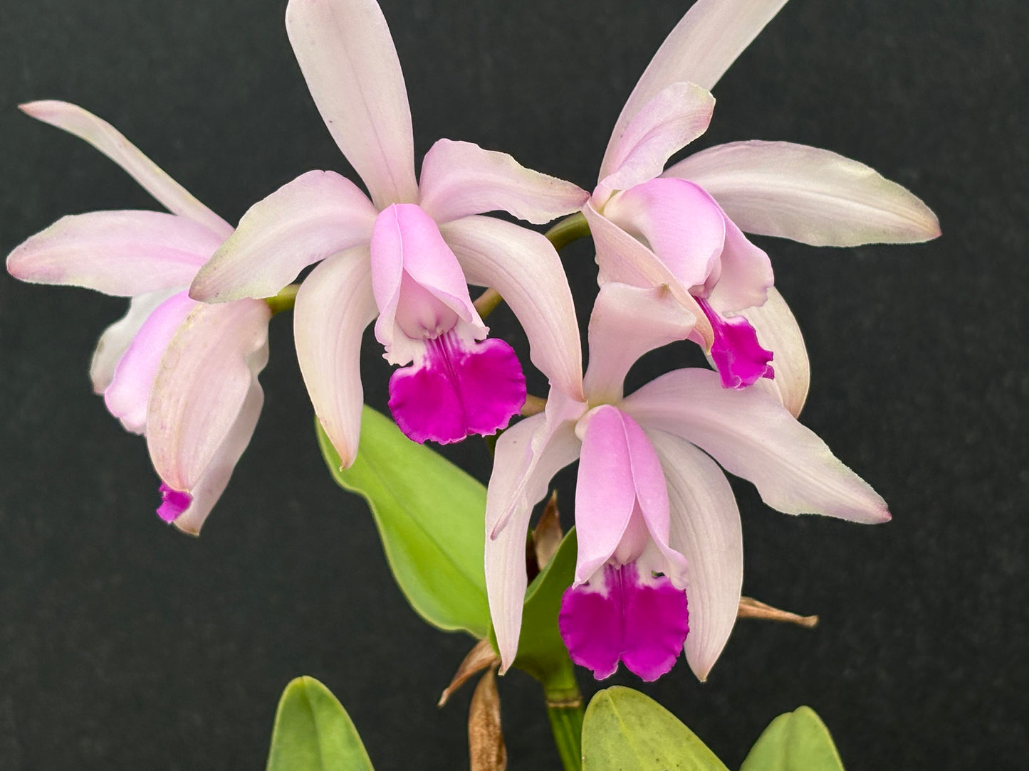 Cattleya intermedia ‘Cincāo’ division, blooming size