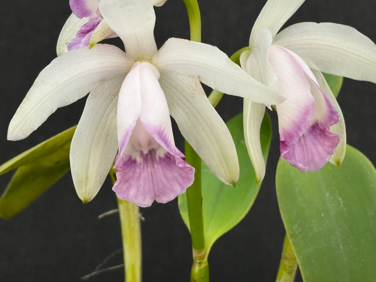 Cattleya intermedia orlata amethystina blooming size division