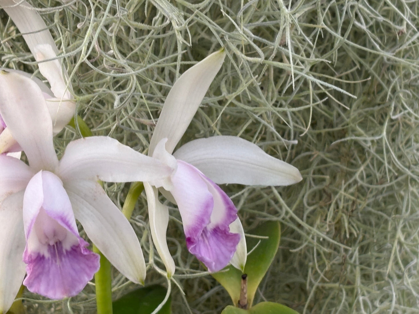 Cattleya intermedia marginata amethystina ‘Atacaduna’ - blooming size division