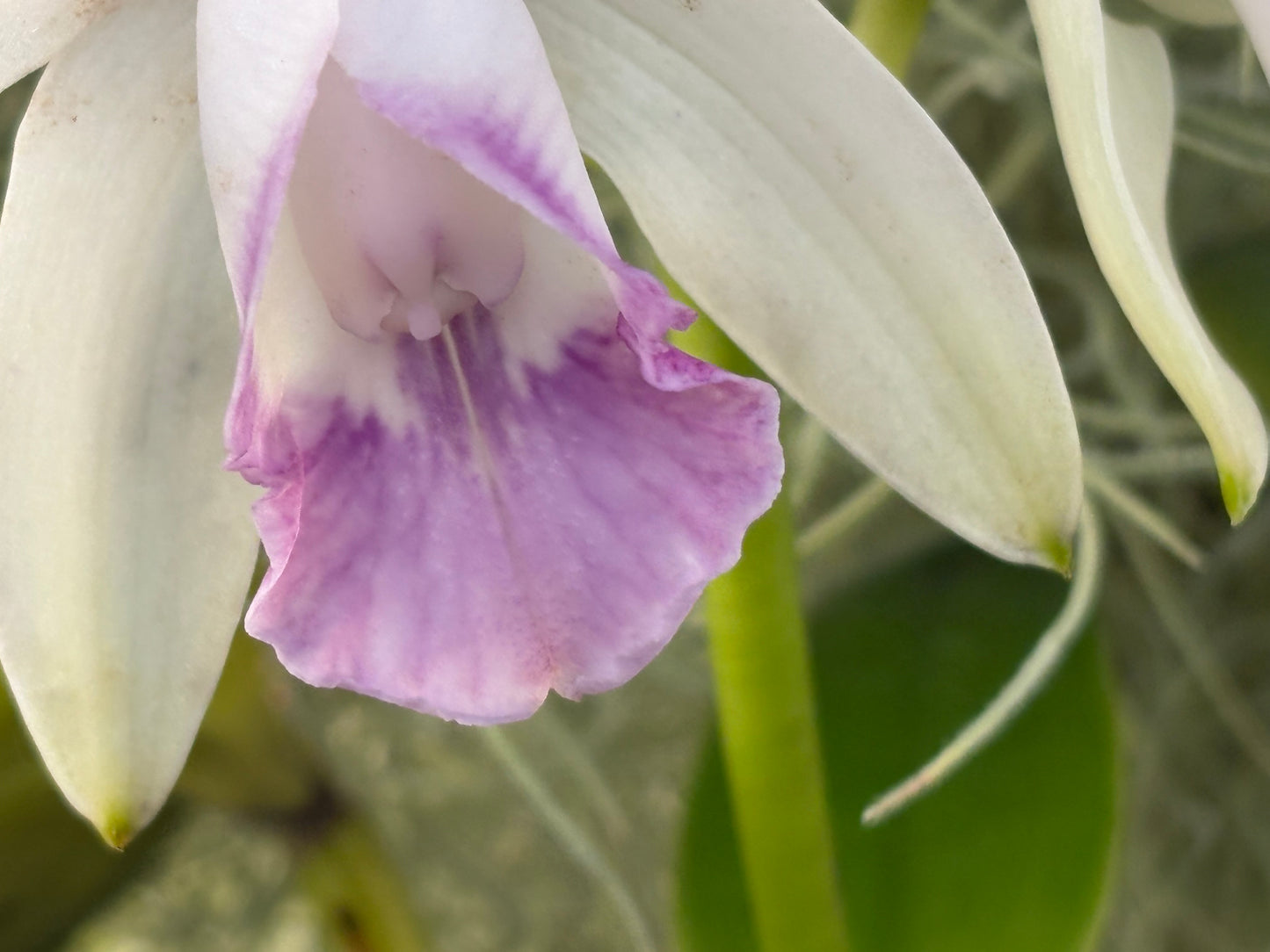 Cattleya intermedia orlata amethystina blooming size division