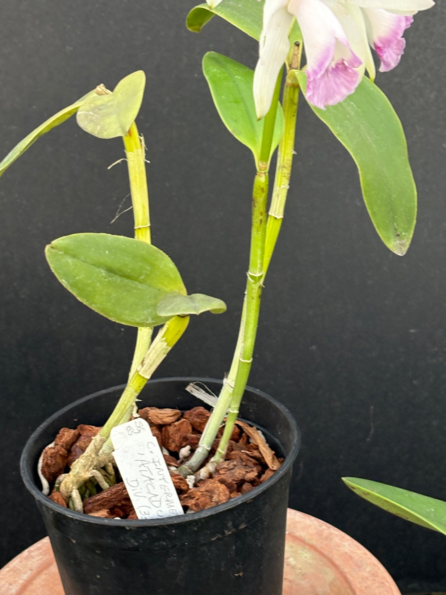 Cattleya intermedia marginata amethystina ‘Atacaduna’ - blooming size division