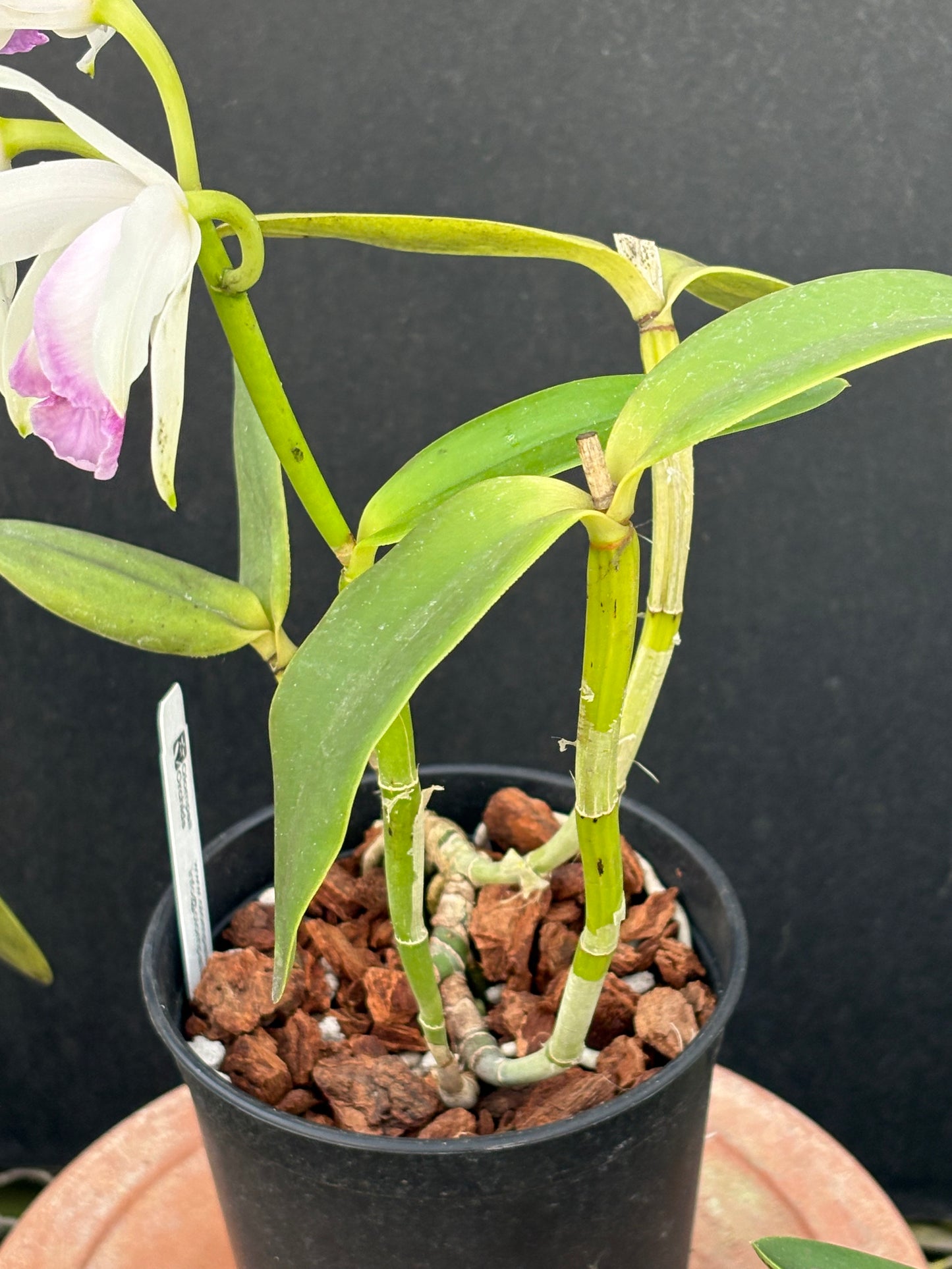 Cattleya intermedia marginata amethystina ‘Atacaduna’ - blooming size division