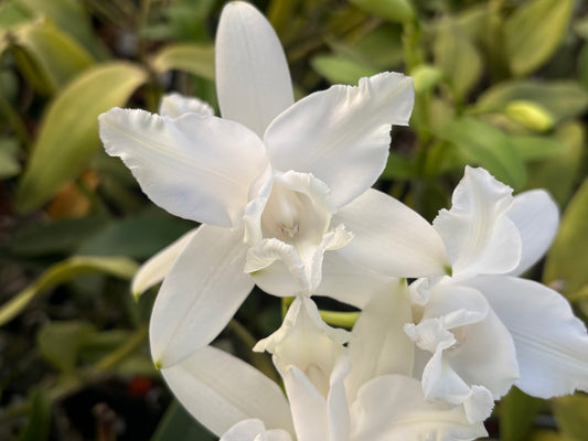 Cattleya intermedia alba peloric ‘Sublime Three’ blooming size division