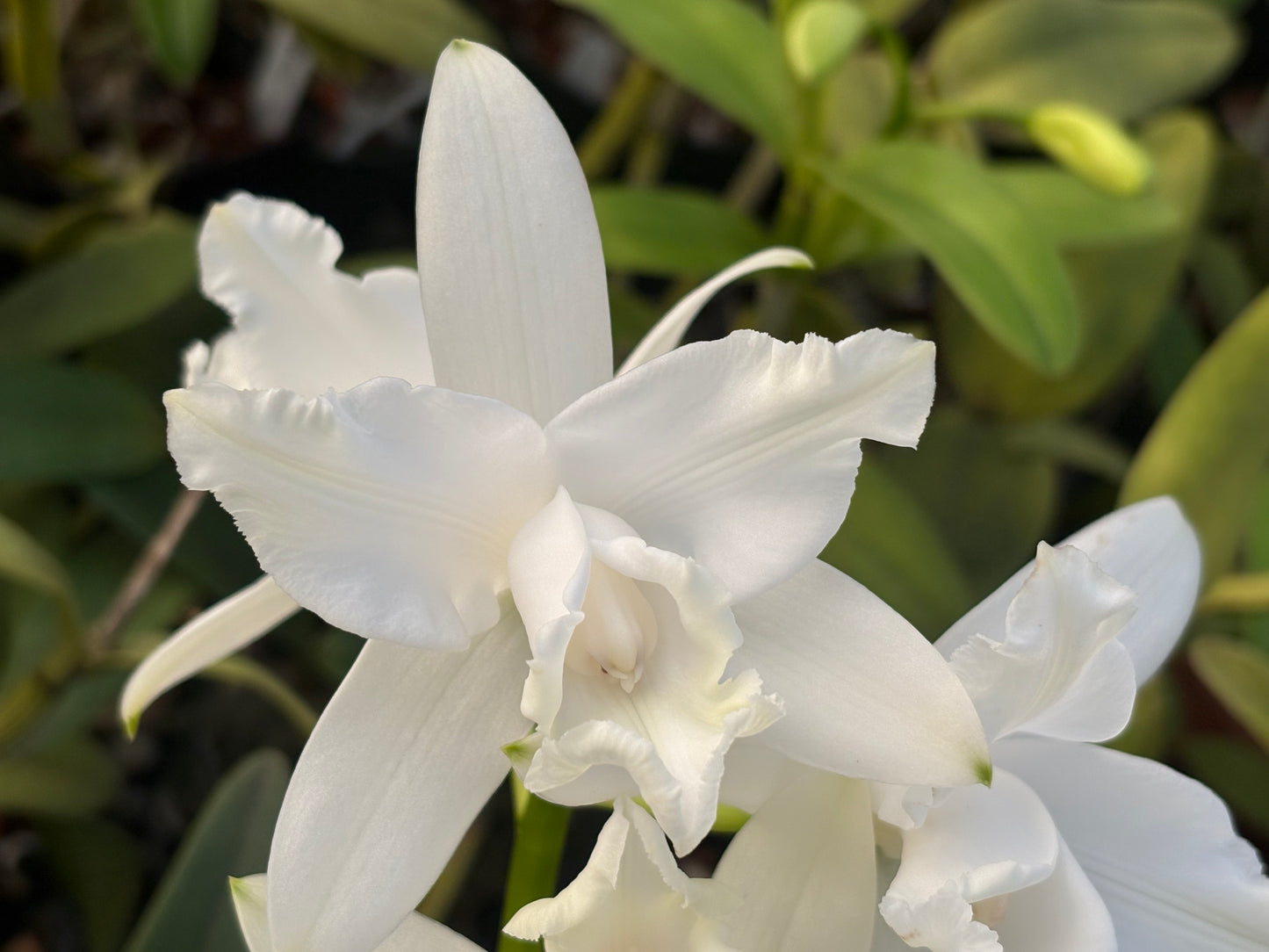 Cattleya intermedia alba peloric ‘Sublime Three’ blooming size division