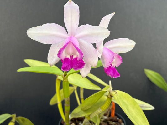 Cattleya intermedia orlata ‘Olompali’s Torben - blooming size plant