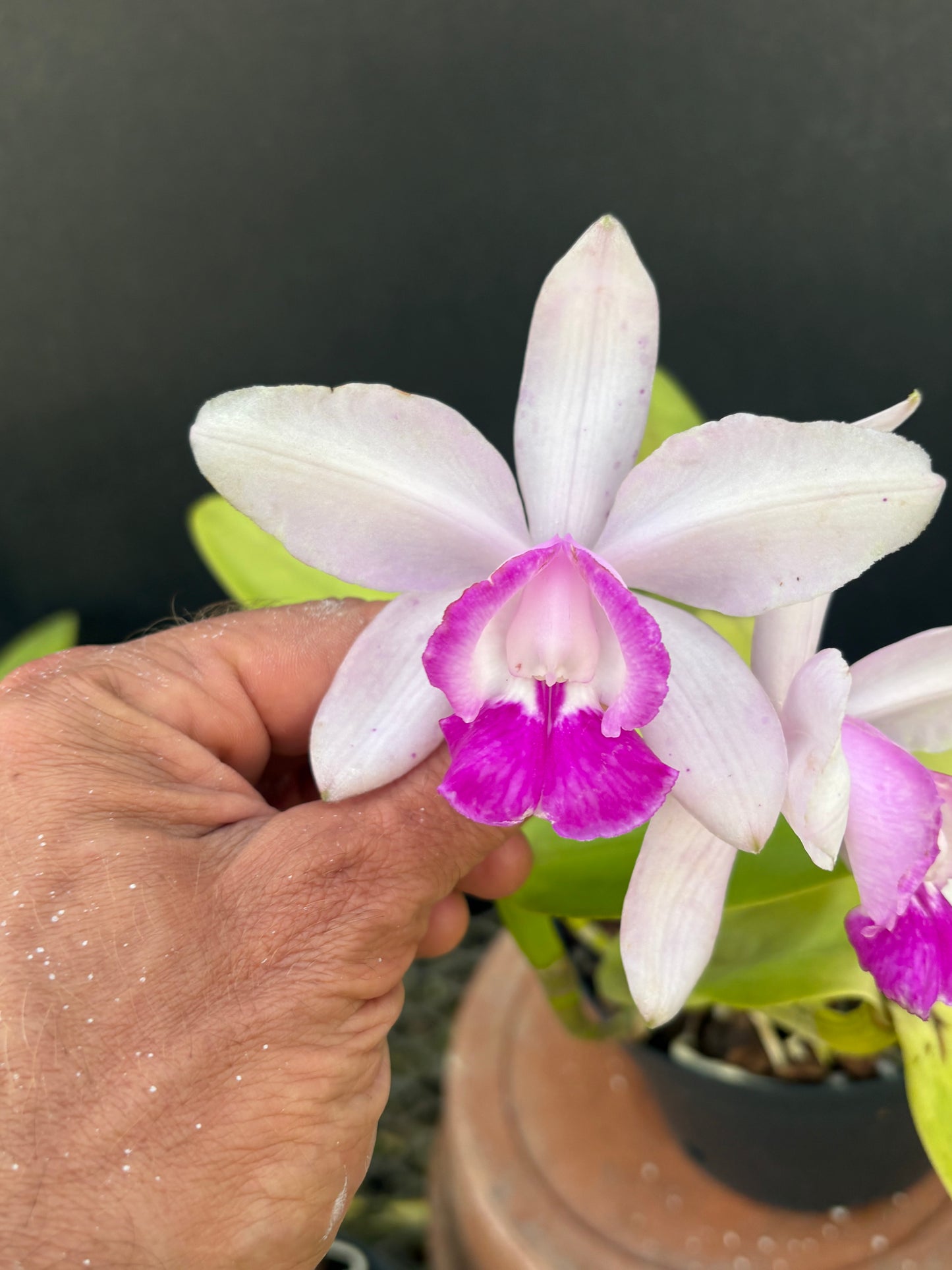 Cattleya intermedia orlata ‘Olompali’s Torben - blooming size plant