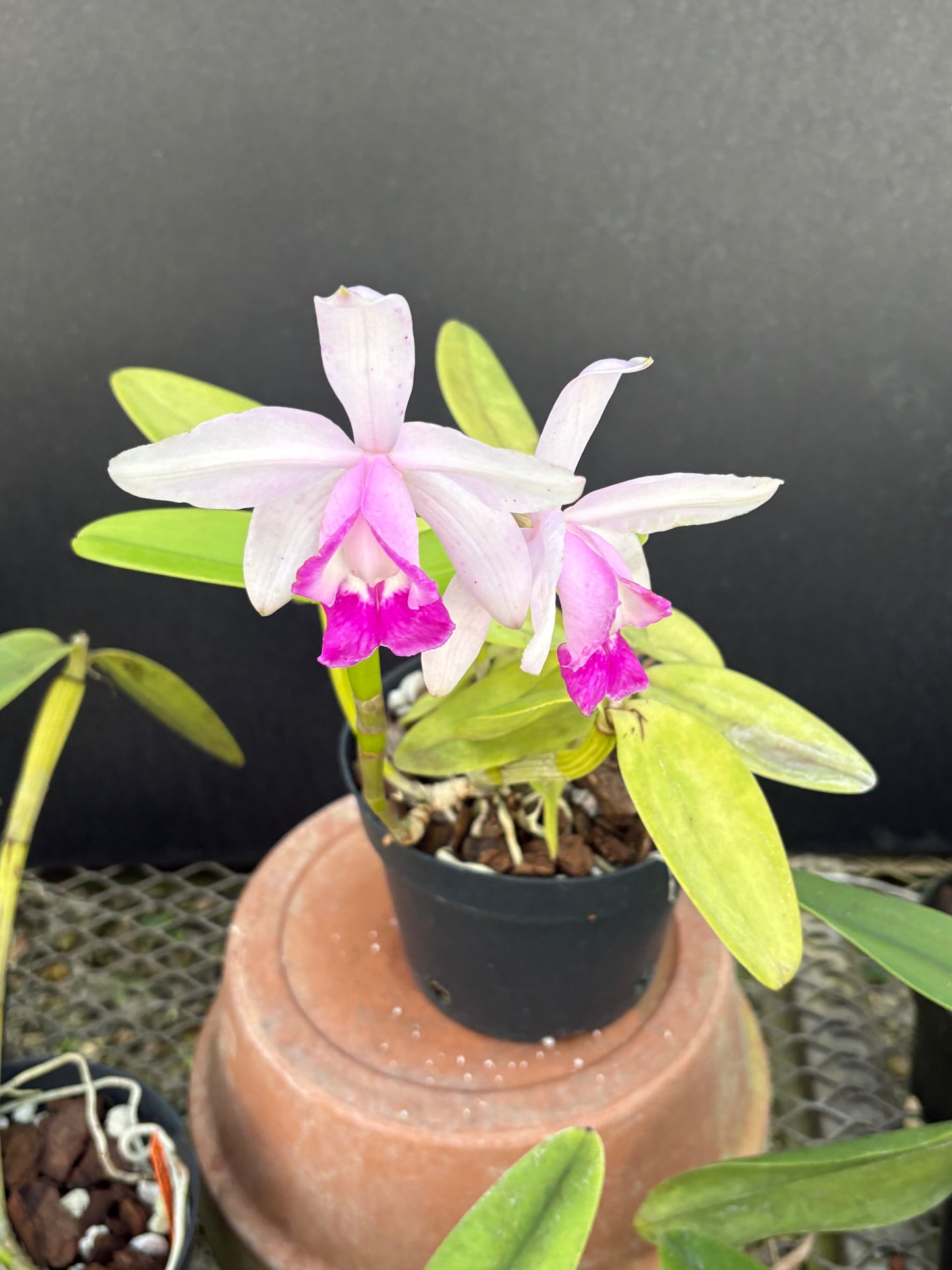 Cattleya intermedia orlata ‘Olompali’s Torben - blooming size plant