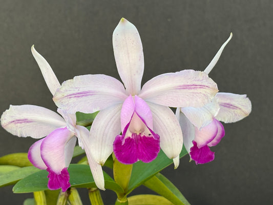 Cattleya intermedia flamea marginata ‘Caucaia’ blooming size divisio