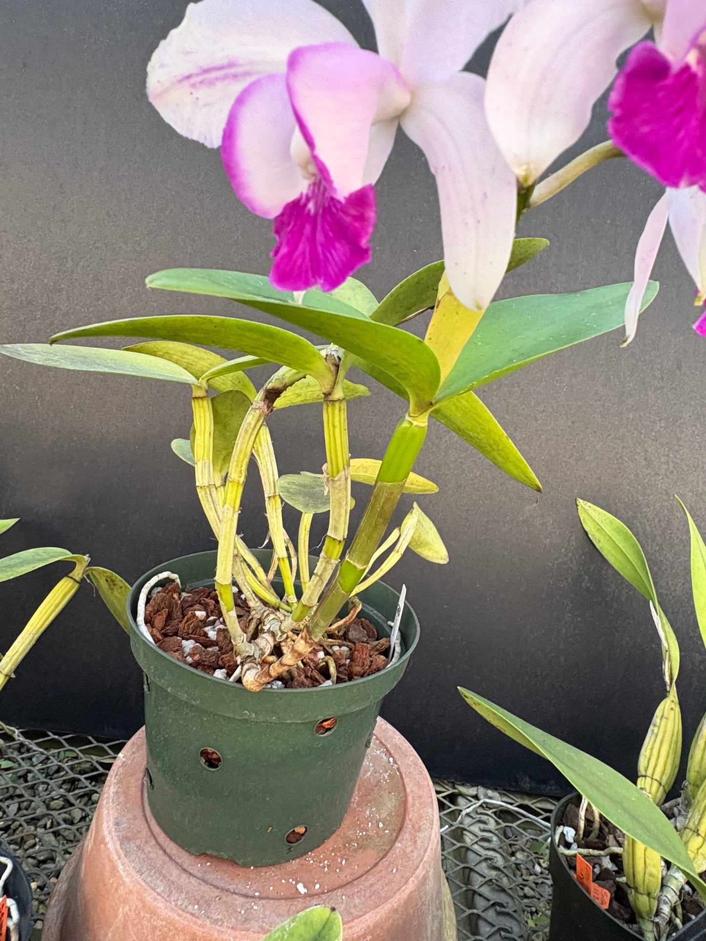 Cattleya intermedia flamea marginata ‘Caucaia’ blooming size divisio